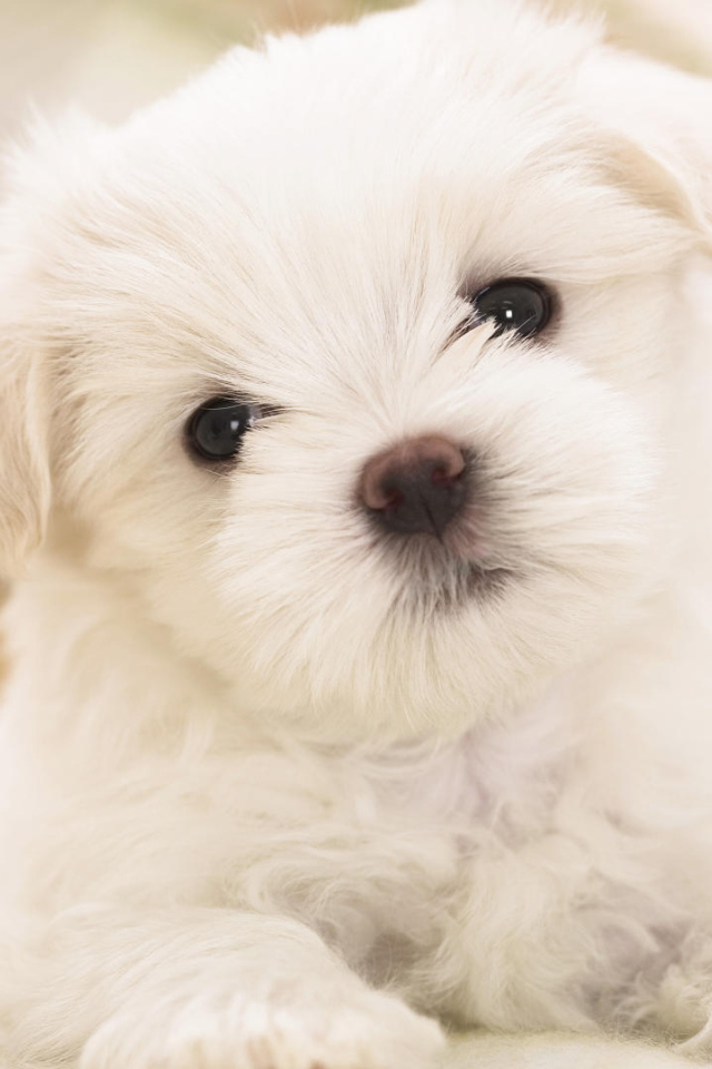 Белый щенок