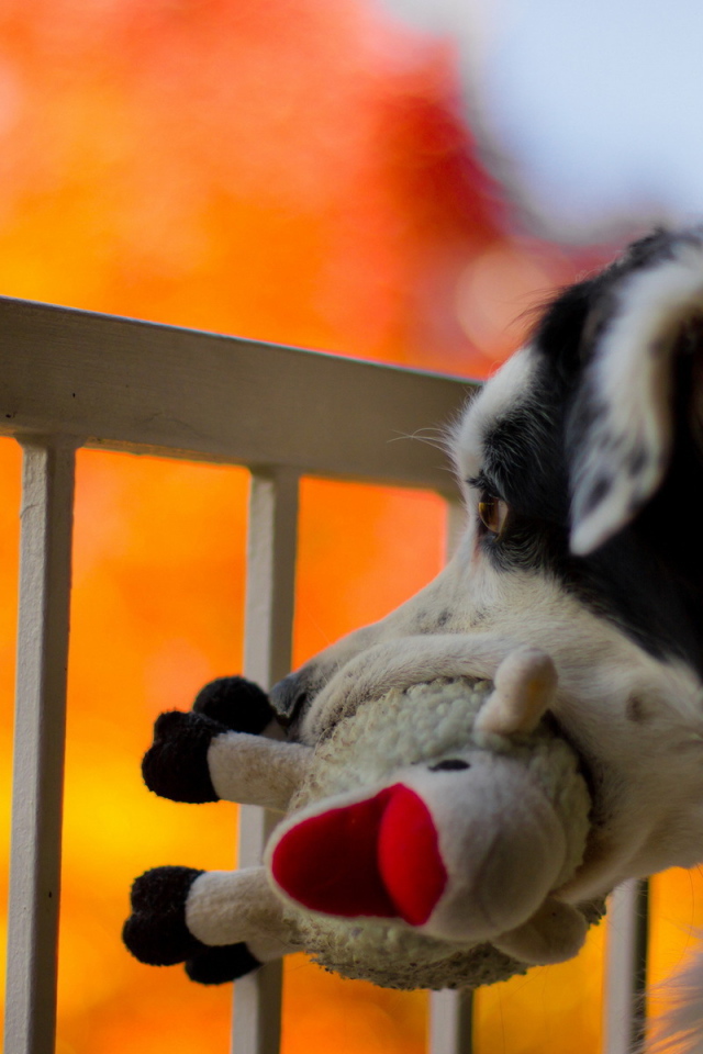 Собака с любимой игрушкой