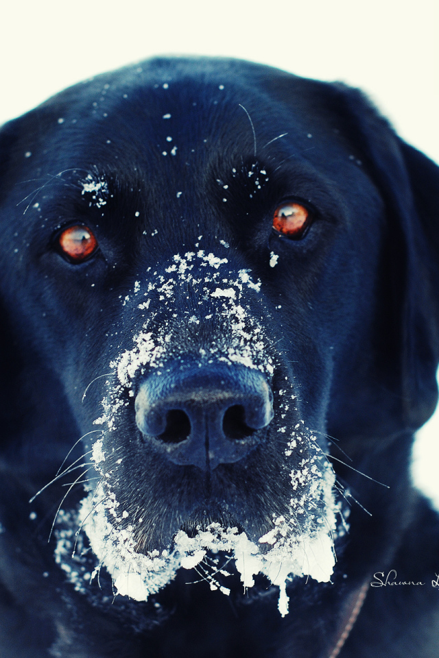 Черная собака в снегу