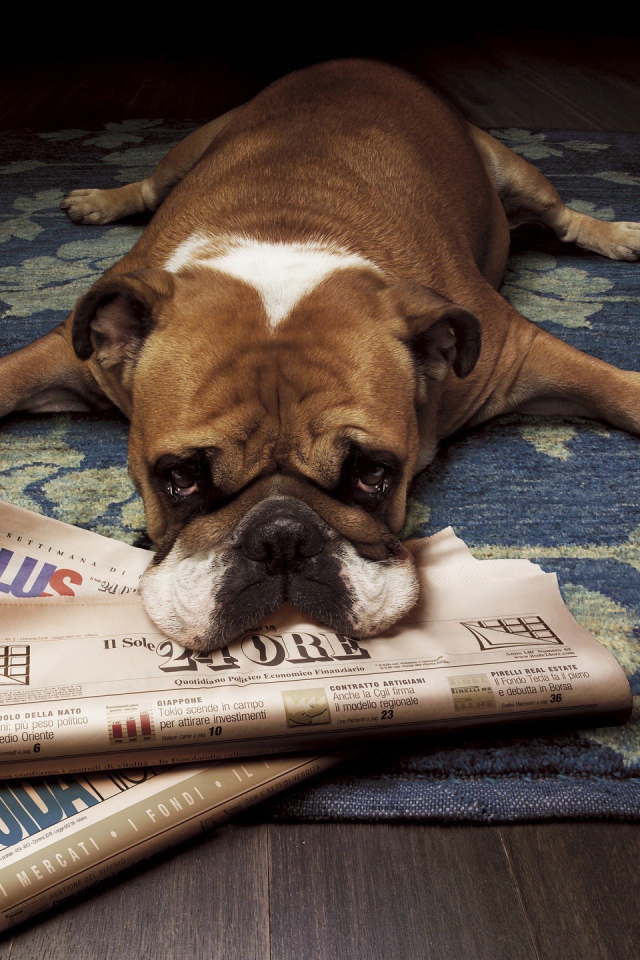 Бульдог начитался газет