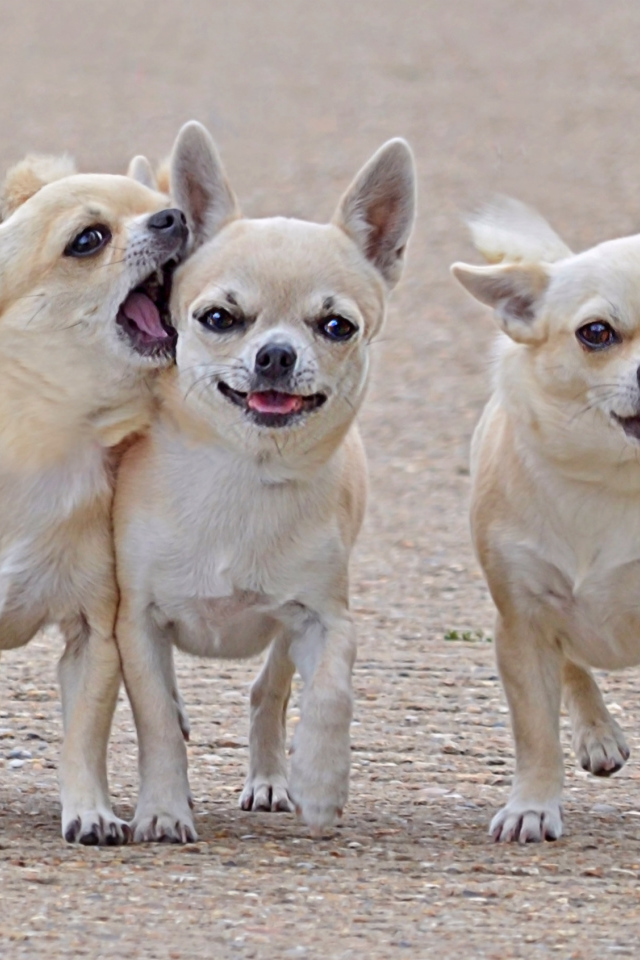 Чихуахуа на прогулке