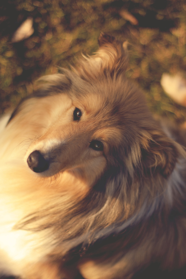 Колли сидит на земле