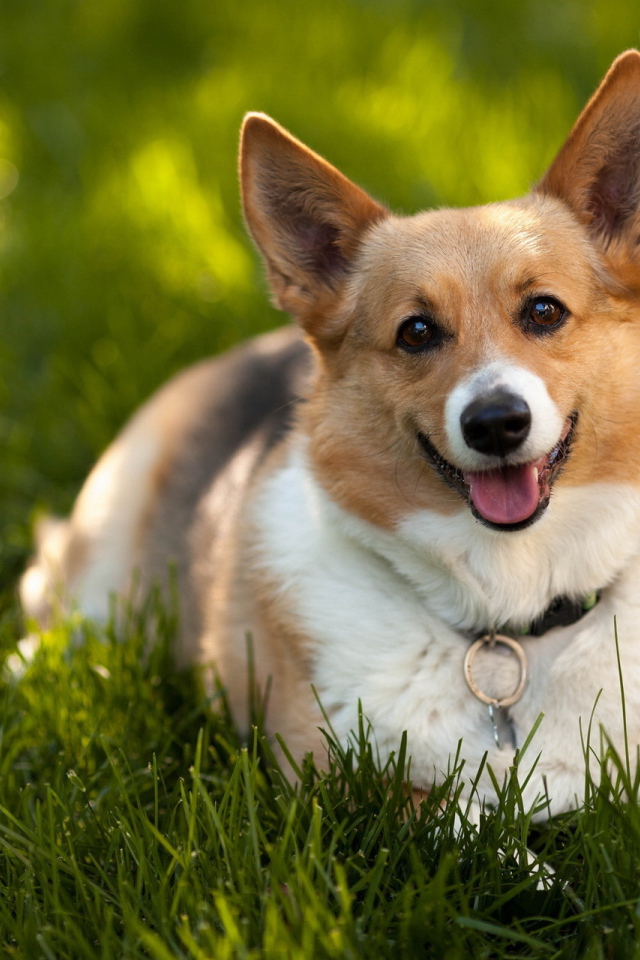 Преданный взгляд на хозяина