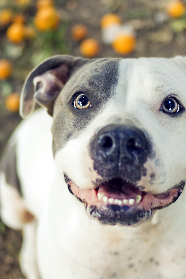 Преданный взгляд питбуля