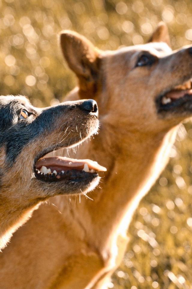 Собачий дуэт