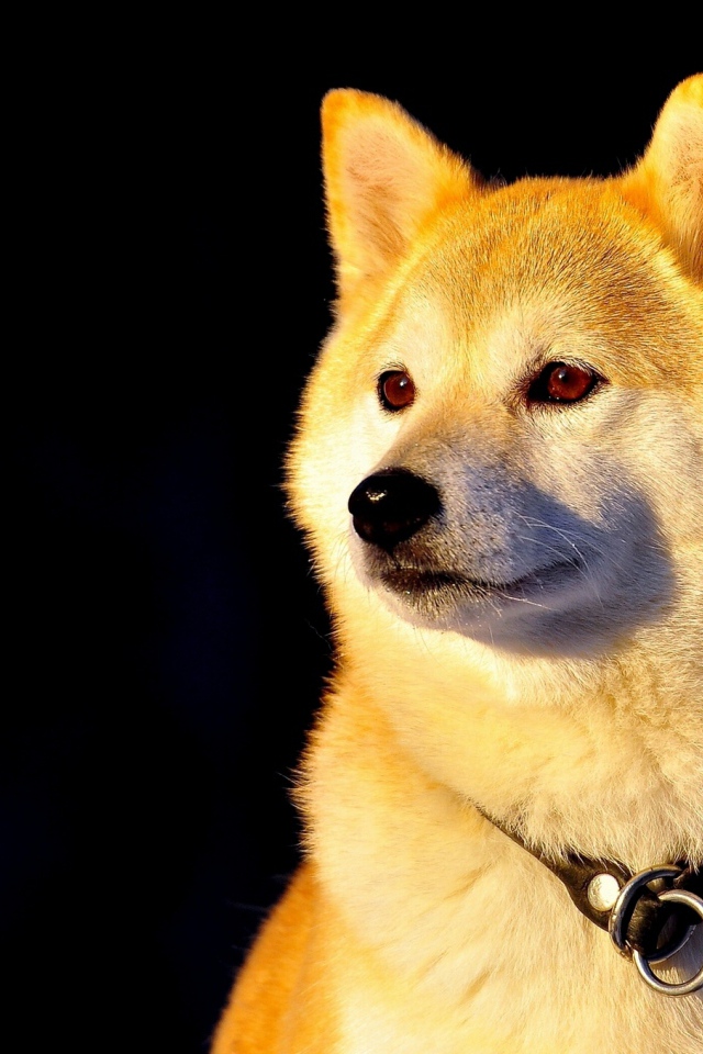 Собака Сиба-ину