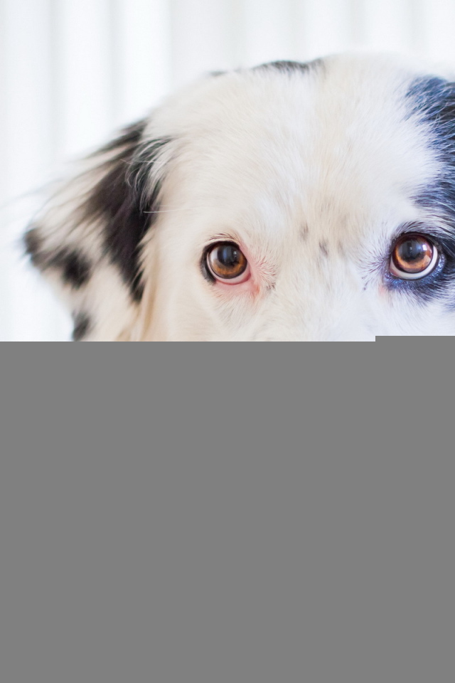 Собака с книгами