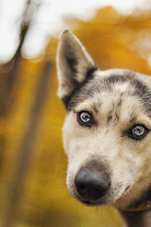 Собака с ошейником