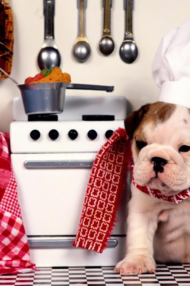 Собака повар