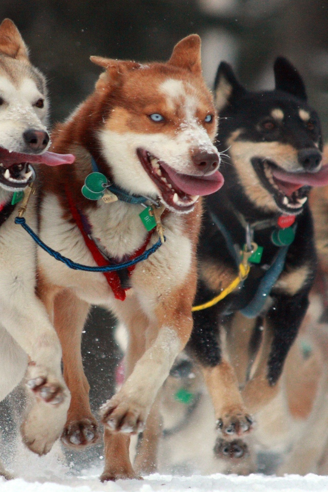 Собаки в упряжке
