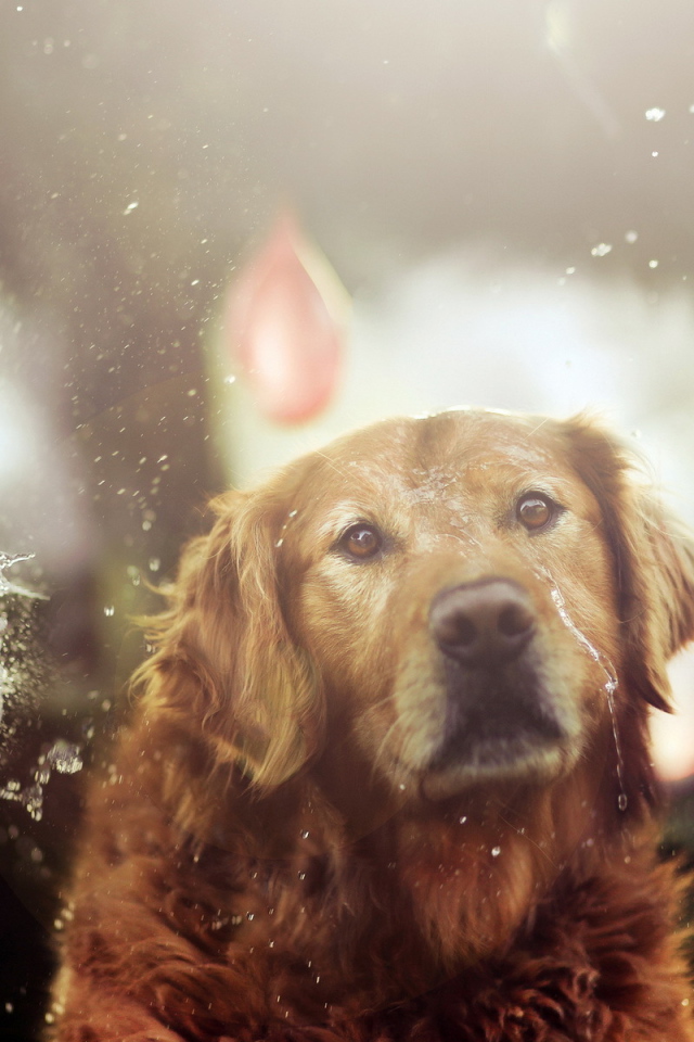 Собака на празднике