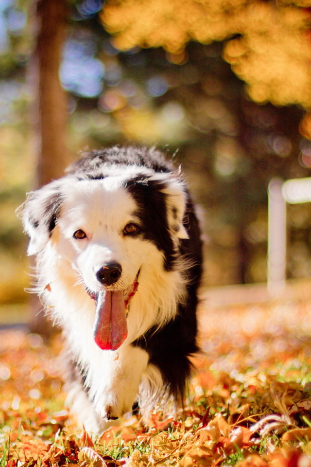 Собака бежит высунув язык