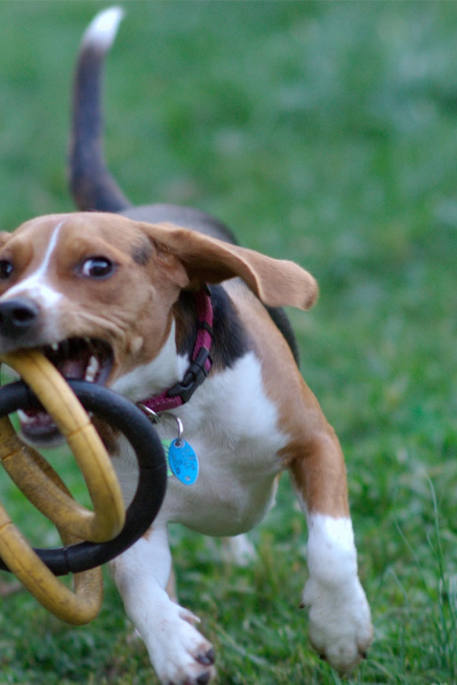 Собака бежит с игрушкой