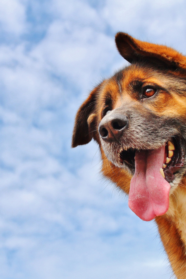 Собака высунула язык