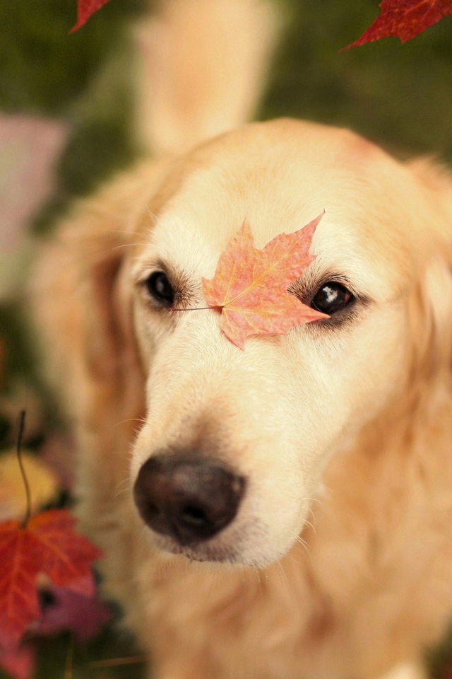 Собака с осенними листьями
