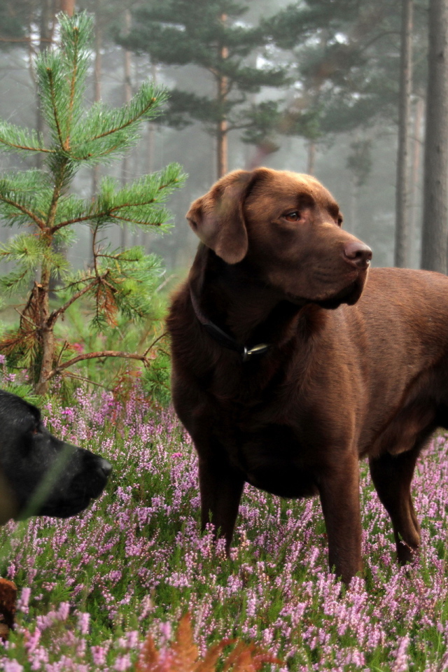 Собаки в лесу