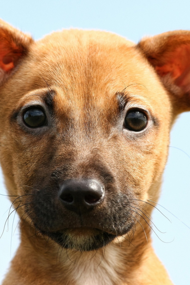 Ушастая собака