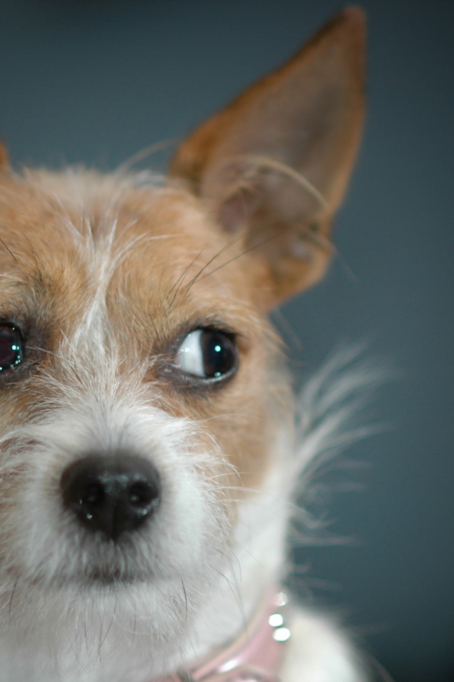 Ушастая дворняжка