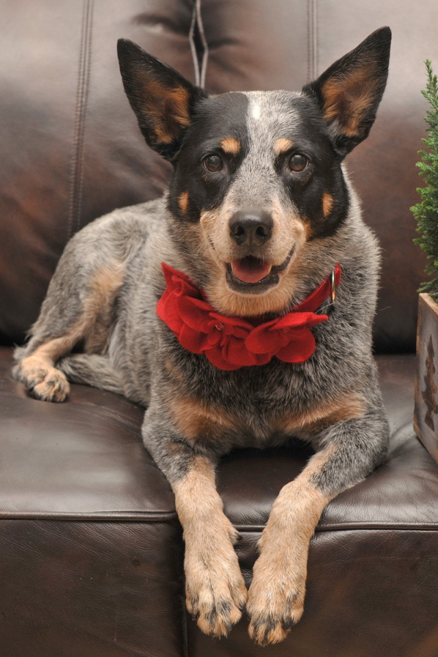 Праздничная собака с бантом