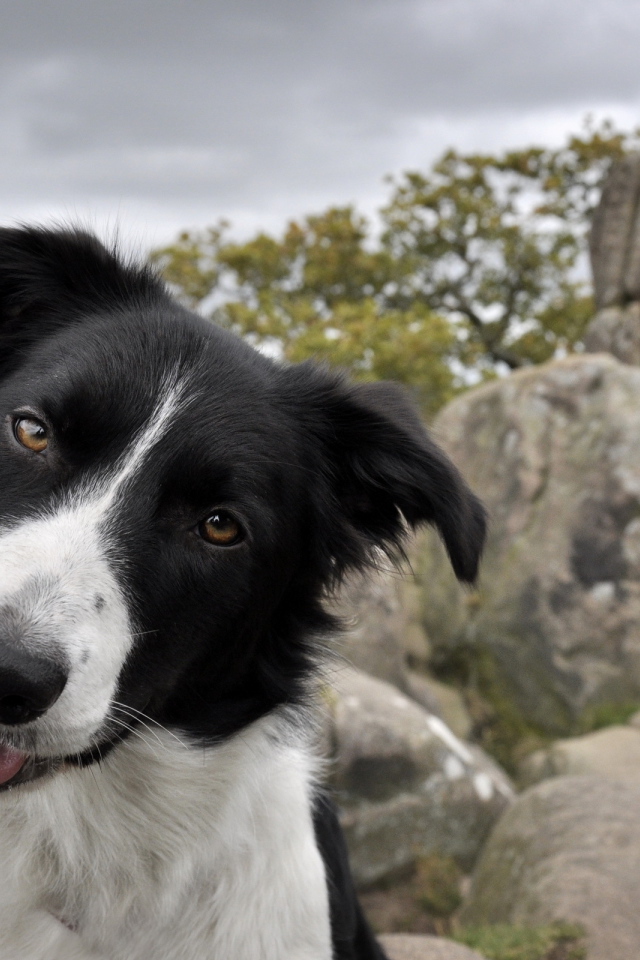 Дружелюбный взгляд