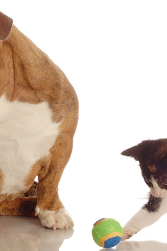 Котенок и собака