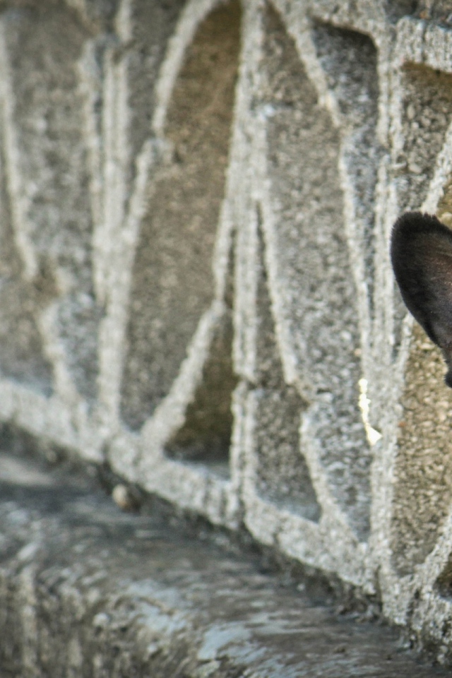 Морда французского бульдога