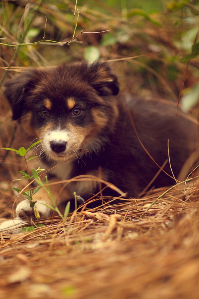 Щенок австралийского шефердса