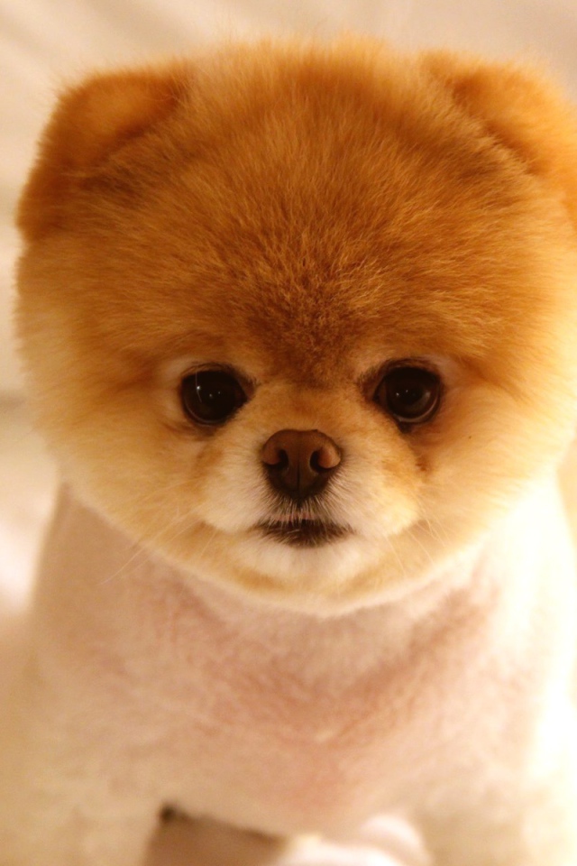 Щенок померанского шпица