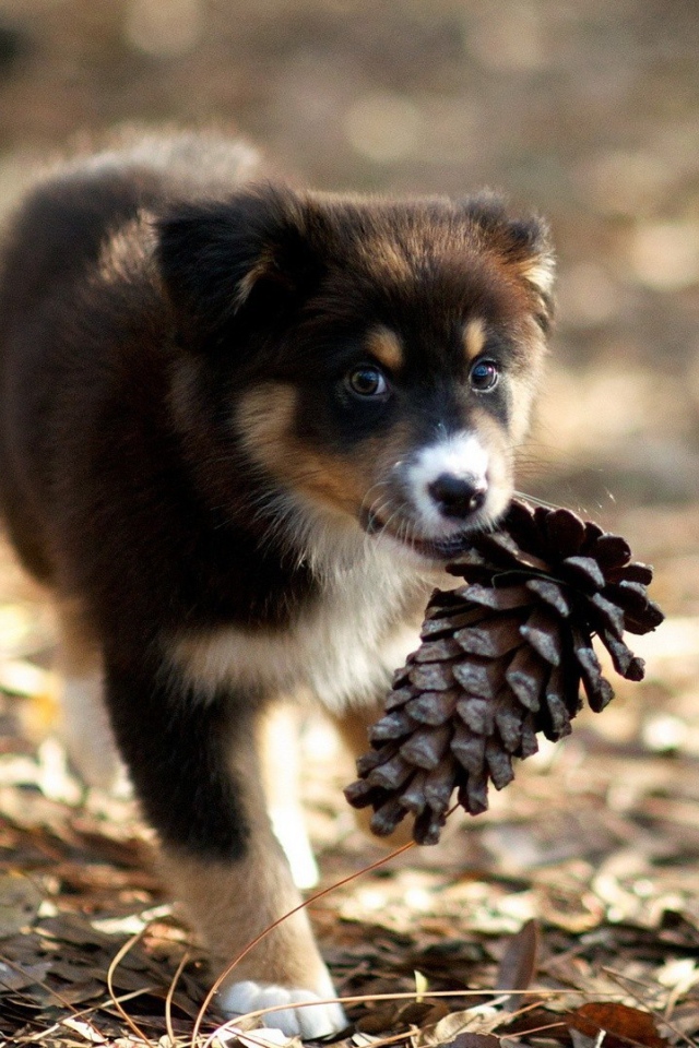 Щенок несет шишку