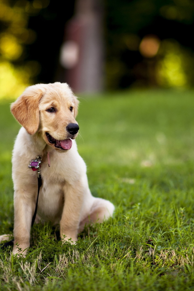 Щенок с поводком