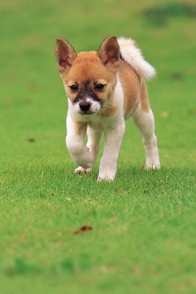 Щенок бежит по траве