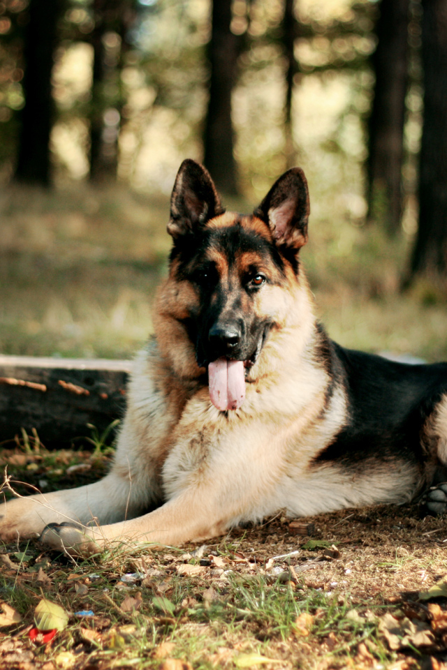 Овчарка лежит высунув язык