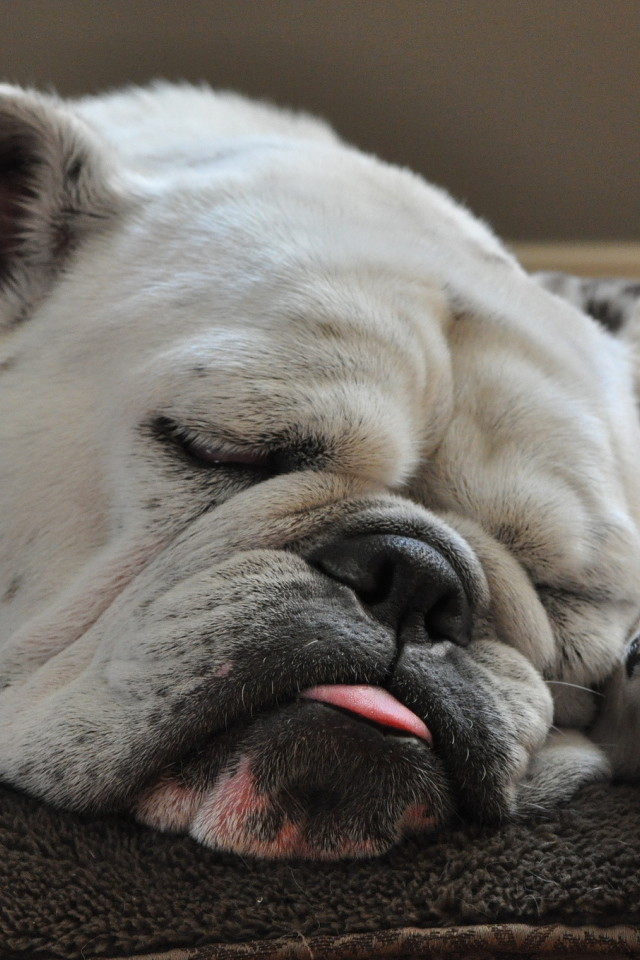 Спящий бульдог