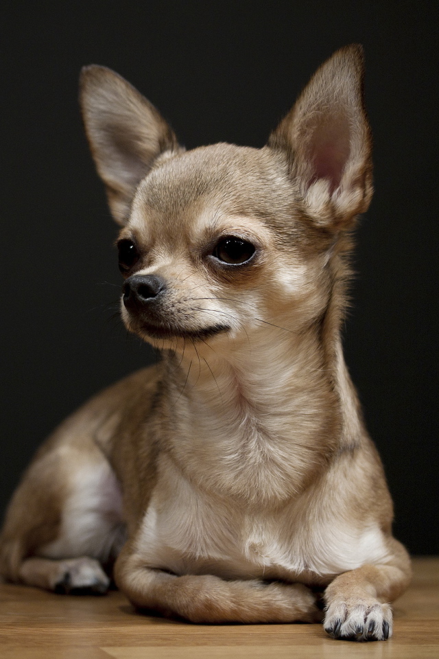 Маленькая собака с длинными ушами