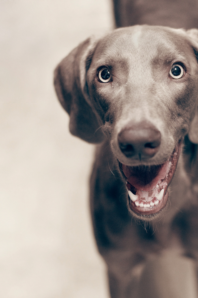 Улыбка собаки