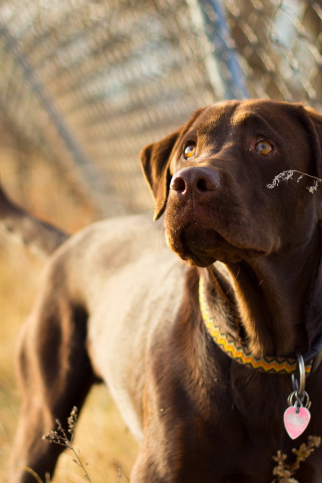 Собака у забора