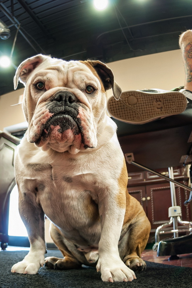 Собака у ног хозяина