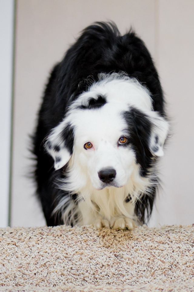 Собака в домике