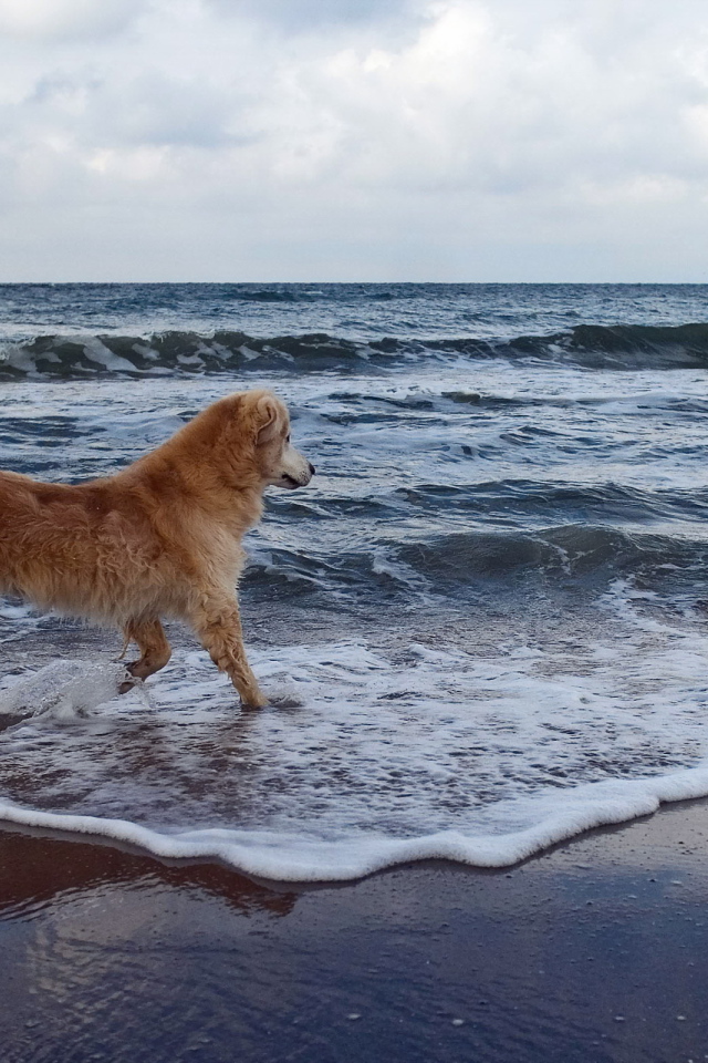 Собака на море