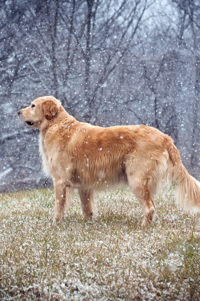 Собака на поле