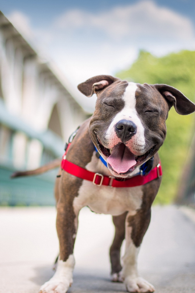 Собака улыбается