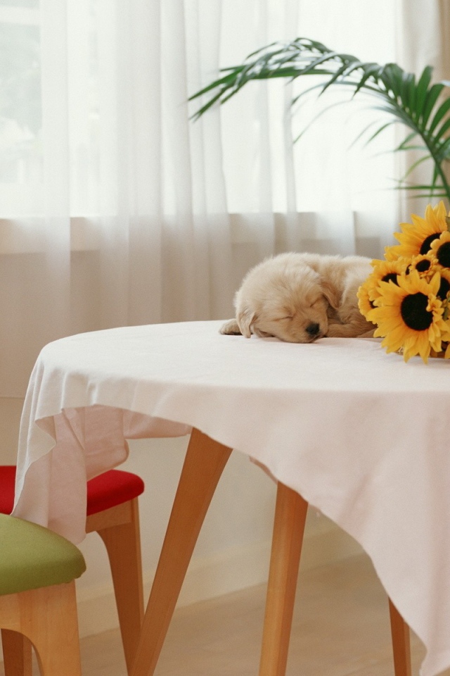 Щенок спит на столе