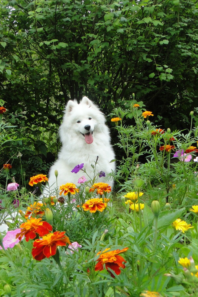 Белая собака бежит по цветкам