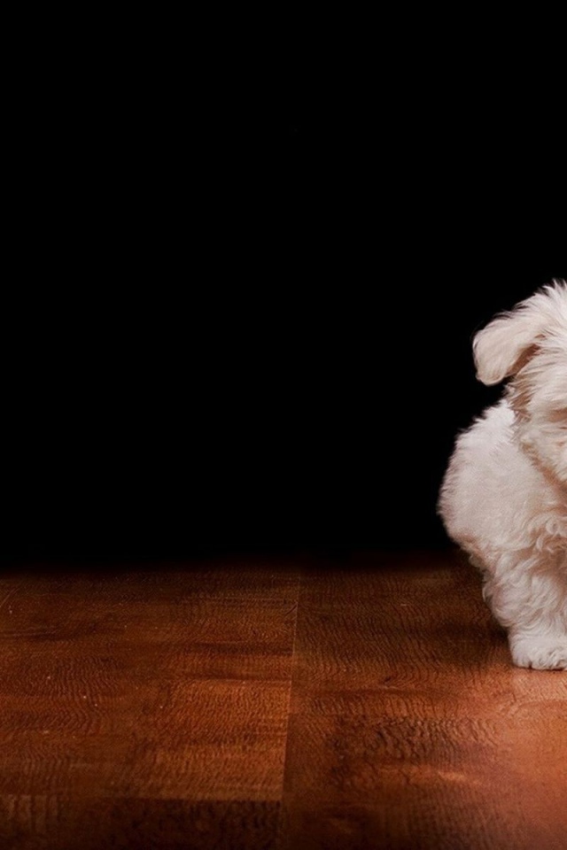 Белый пушистый щенок на полу