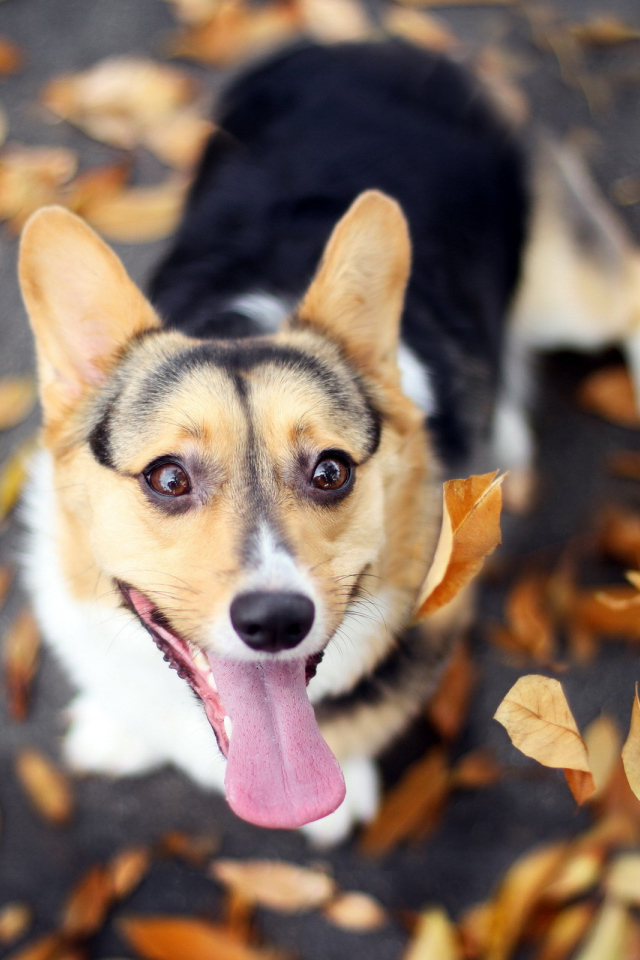 Вельш-корги на осенней листве