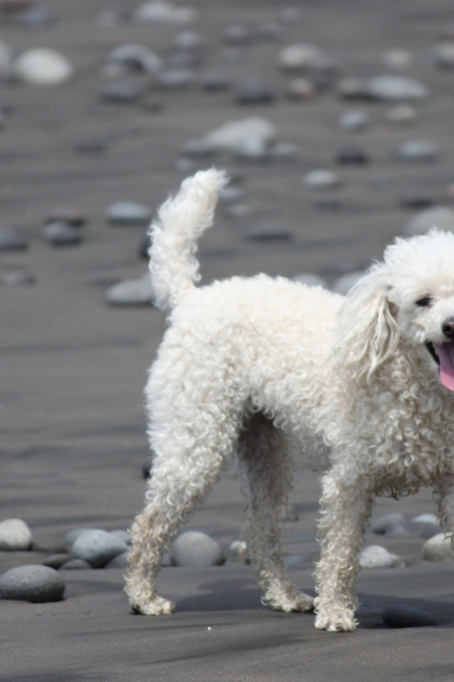 Пудель гуляет по пляжу