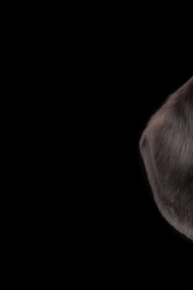 Выразительный взгляд таксы