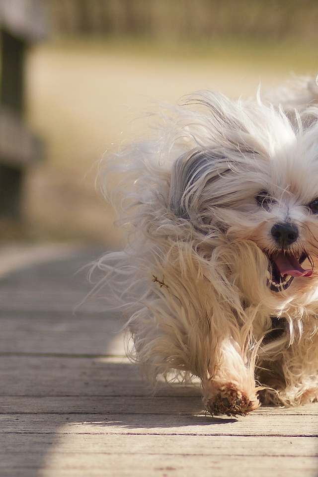   собака Гаванский бишон