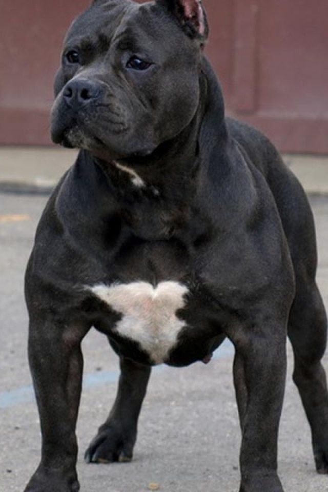 Черный питбуль