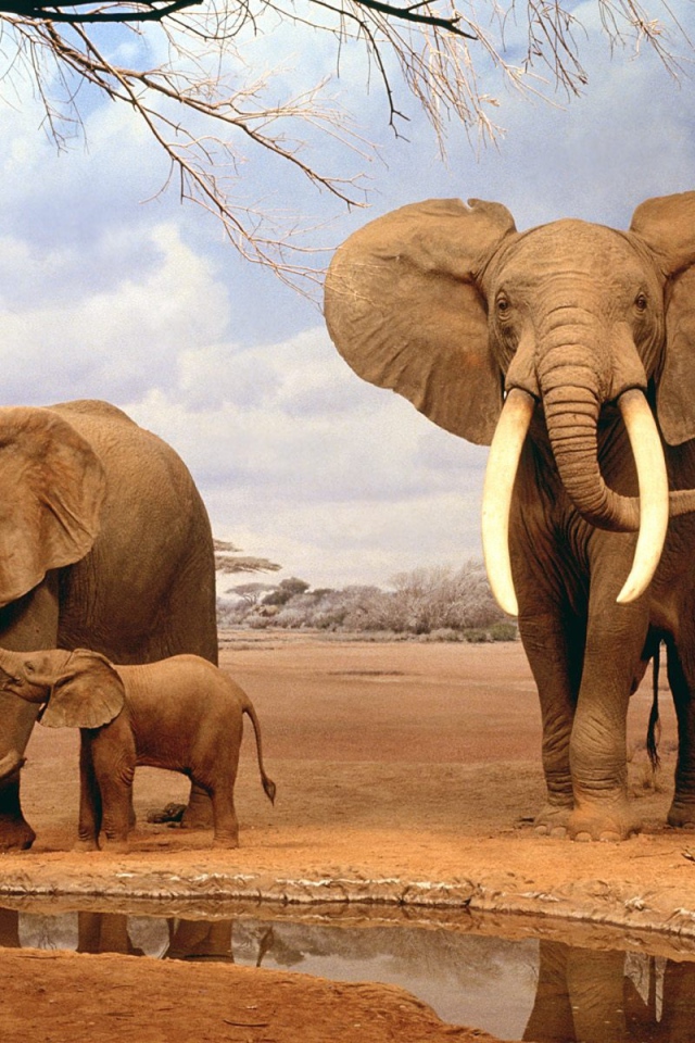 Слоны на водопое